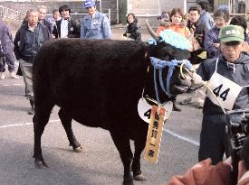Matsusaka cow sold for record 50 mil. yen